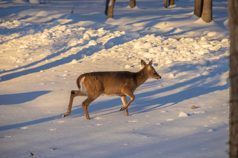 Massanutten scenic winter deer in snow 22