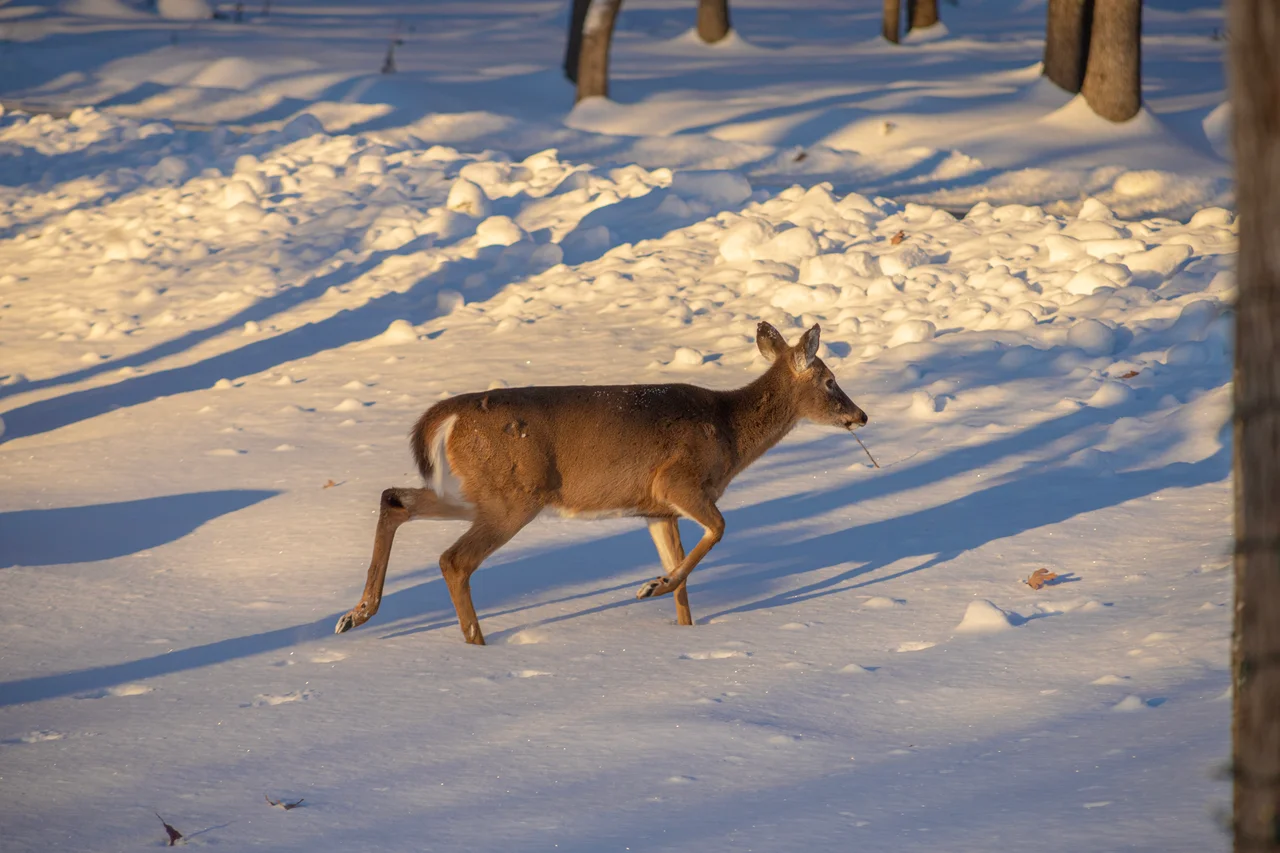 Massanutten scenic winter deer in snow 22