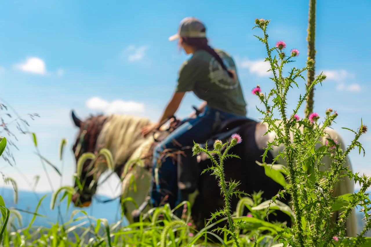 Massanutten horseback riding rider wildflowers