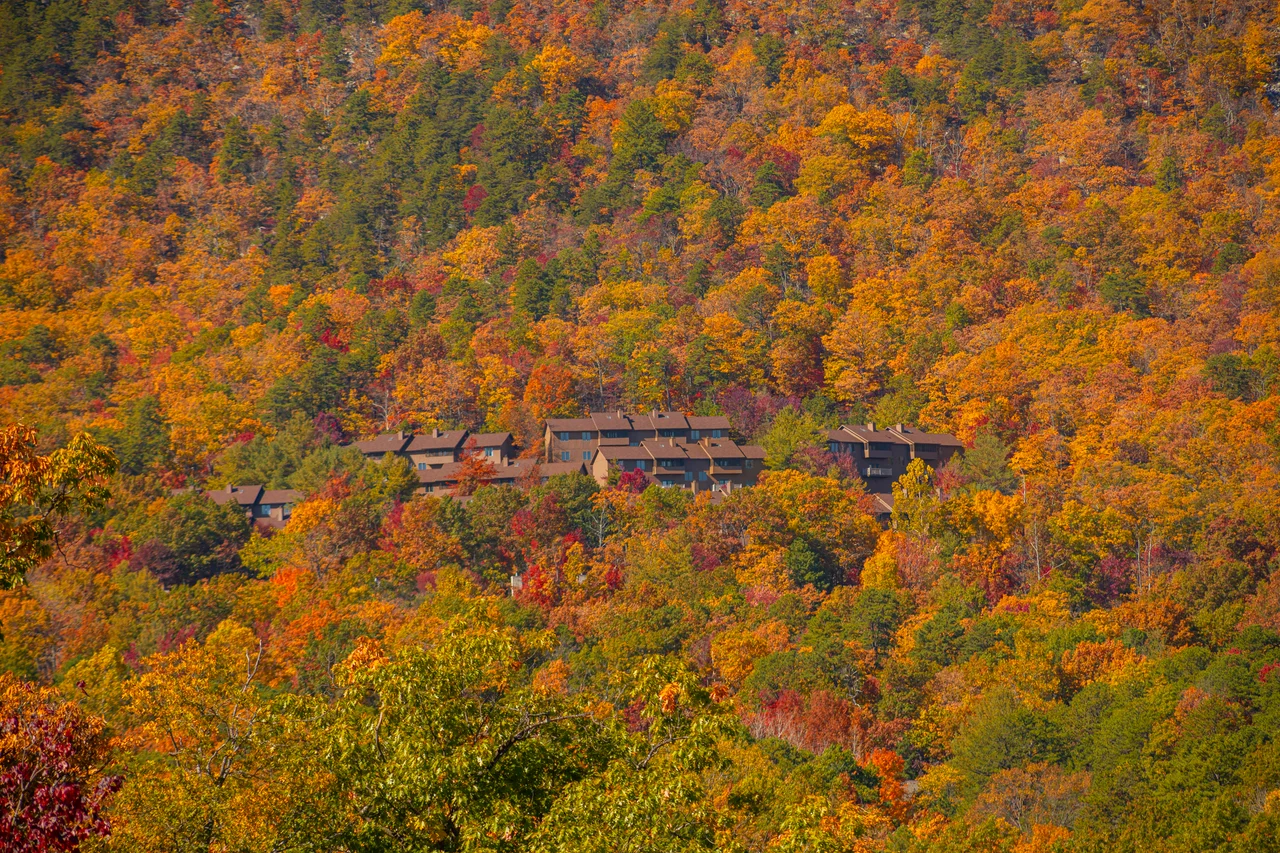 Massanutten scenic fall fall forest hillside 27