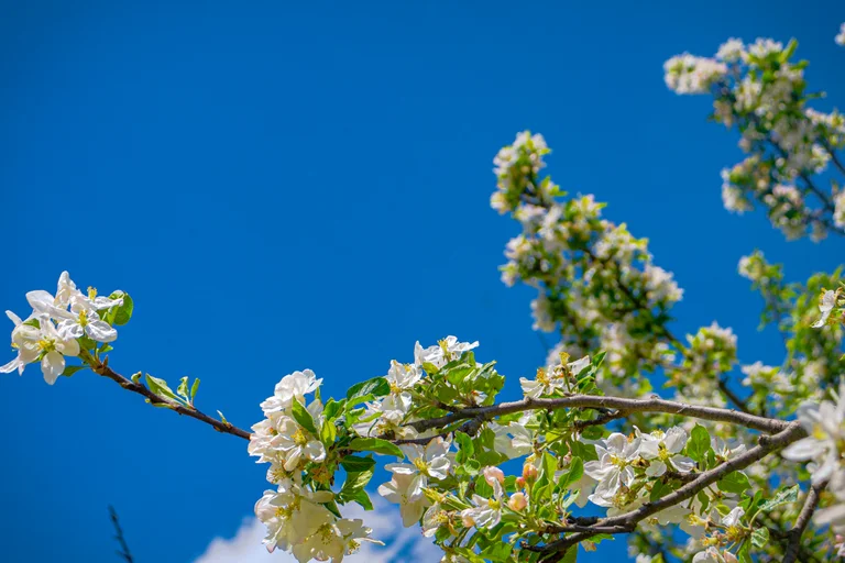 Massanutten scenic spring summer flowering tree branch spring 08