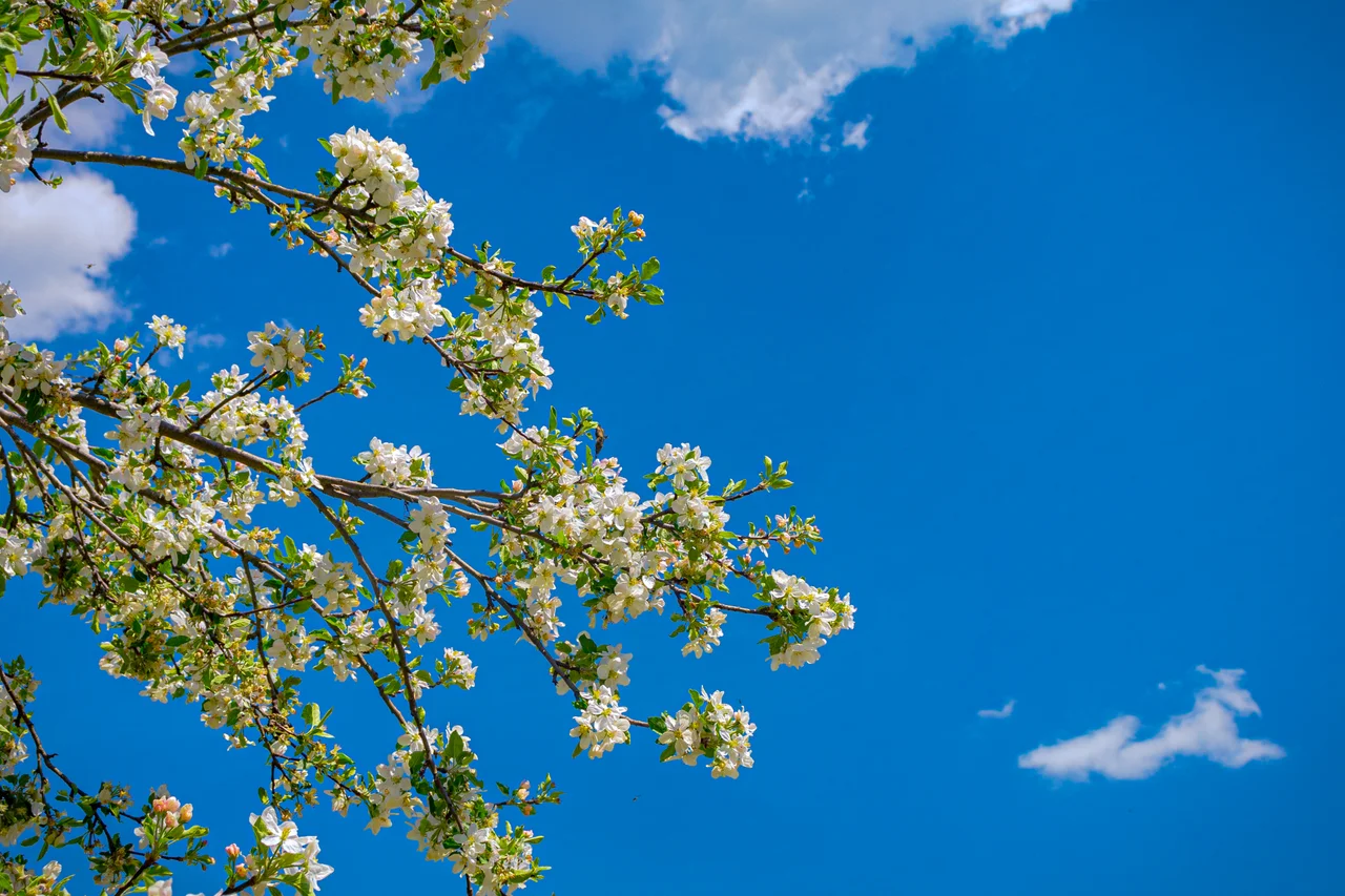 Massanutten scenic spring summer spring blossoms blue sky 09