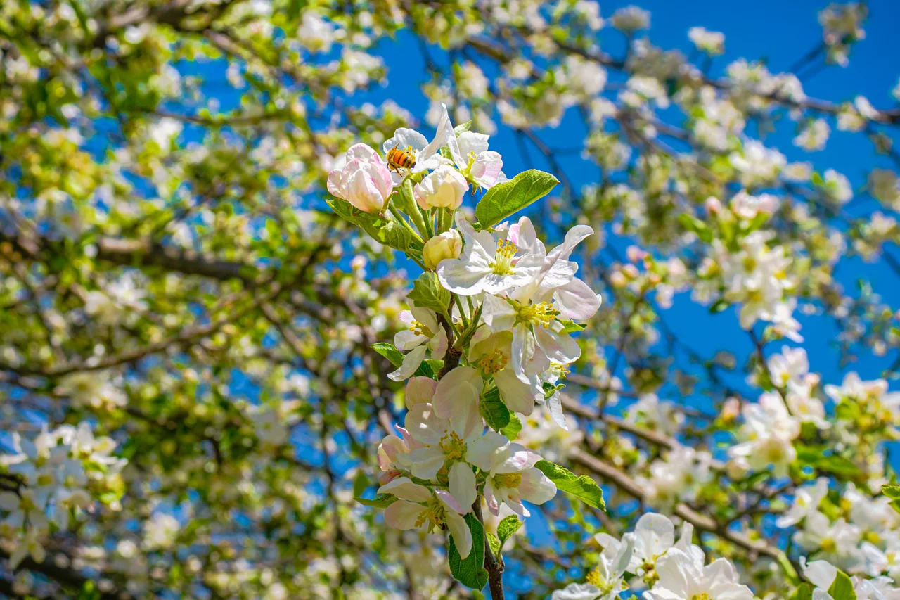 Massanutten scenic spring summer white spring blossoms blue sky 07
